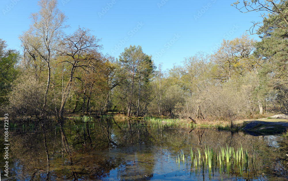 Forêt de Fontainebleau,mare aux fées 
