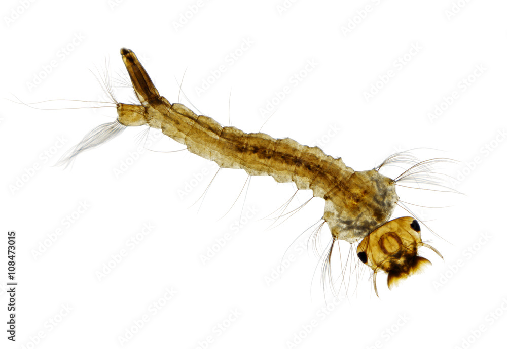 Mosquito (Aedes) larva