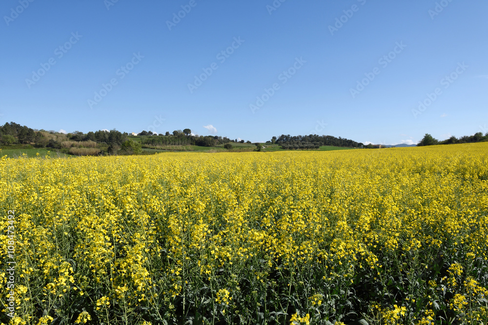 Canola fields in the Ampurdan, near Monells, Girona province, Ca Canola fields in the Ampurdan, near Monells, Girona province, Ca