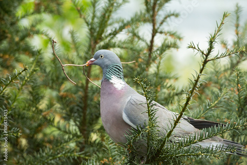 Ringdove building the nest photo