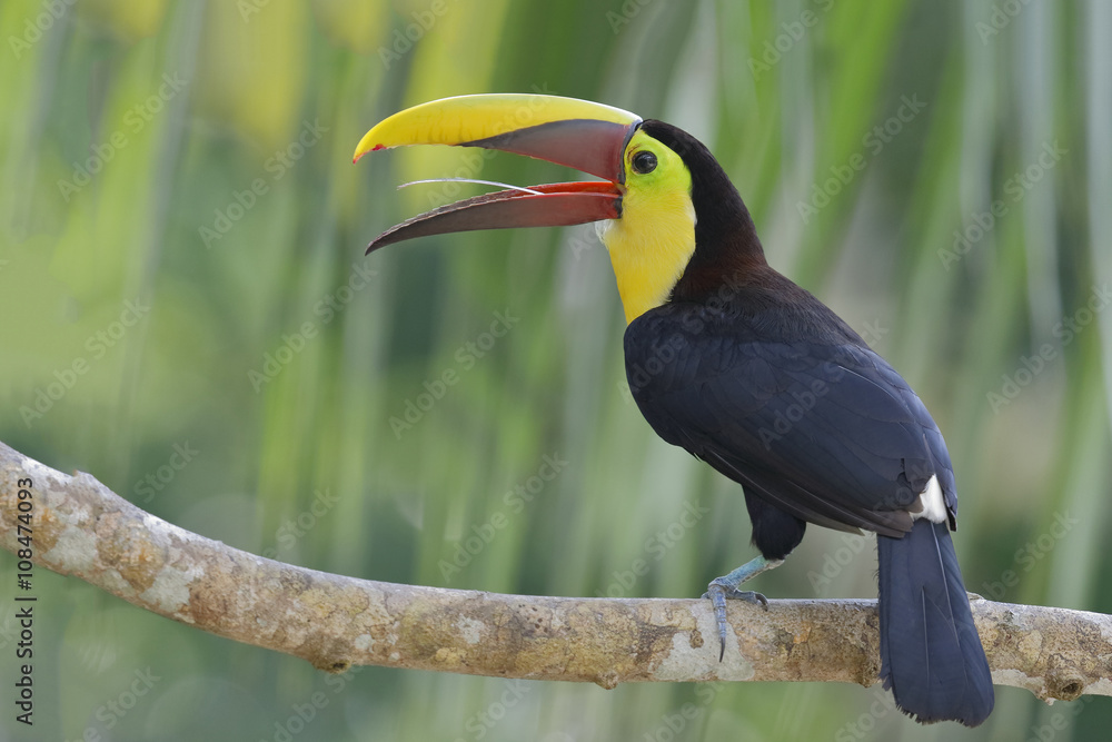 Fototapeta premium Chestnut-mandibled Toucan - Panama