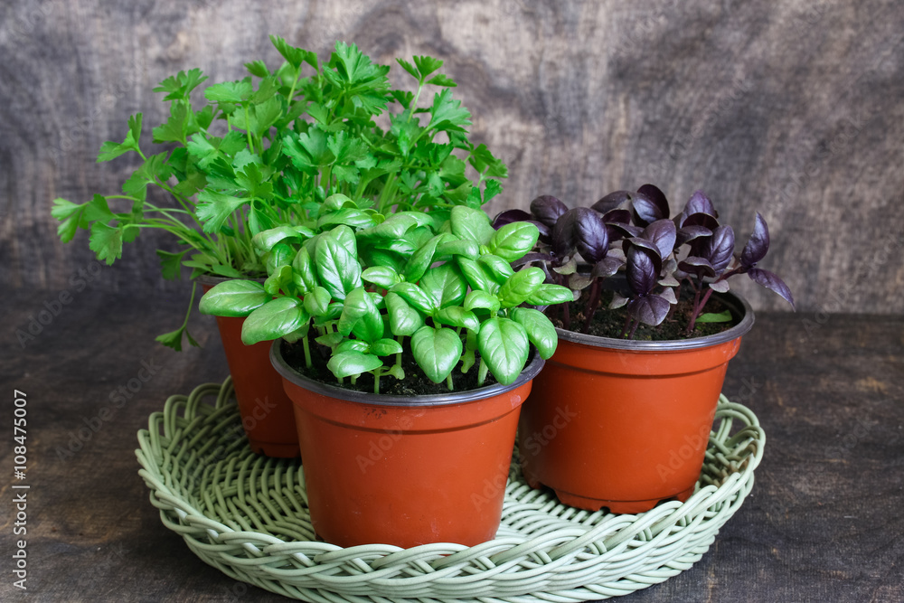 Kitchen herbs in flowerpots. Green basil,red basil,parsley.