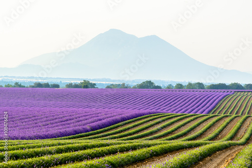 lavender field around Valensole Plateau, Provence