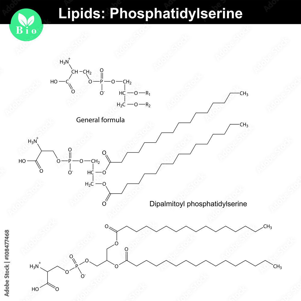 Phosphatidylserine phospholipid molecule