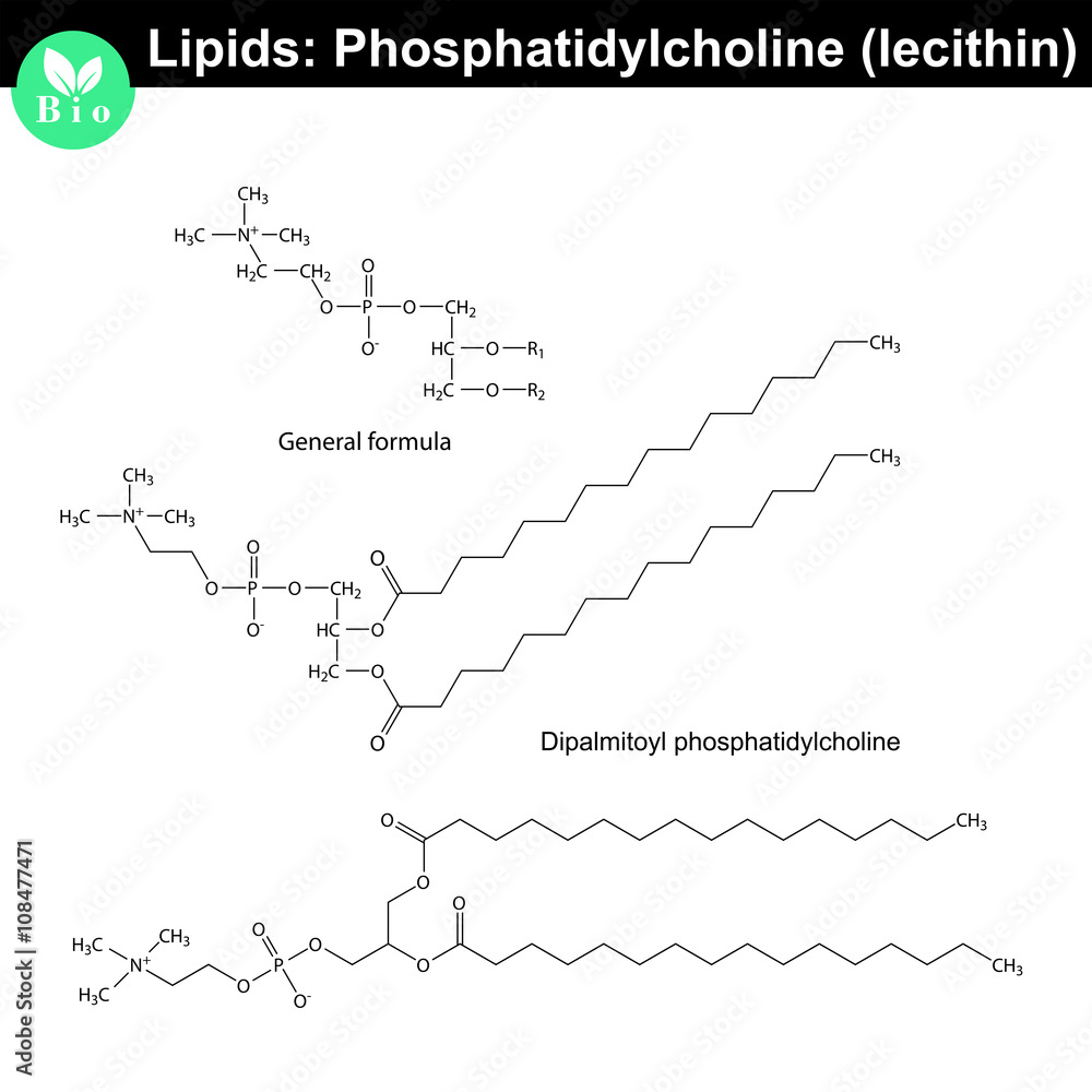 Lecithin molecule - phosphatidylcholine