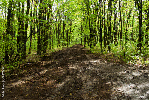 road from clays in the forest