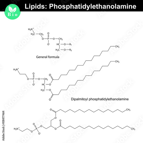 Phosphatidylethanolamine phospholipid molecule