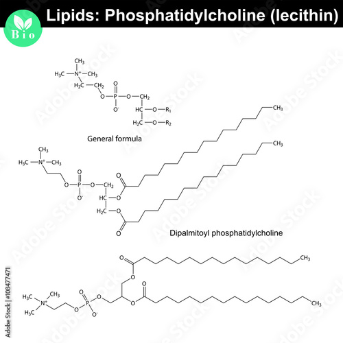 Lecithin molecule - phosphatidylcholine photo