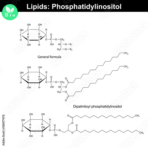 Phosphatidylinositol phospholipid molecule