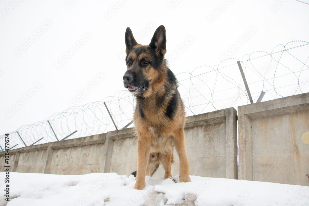German shepherd dog is guarding an important object German shepherd dog is guarding an important object