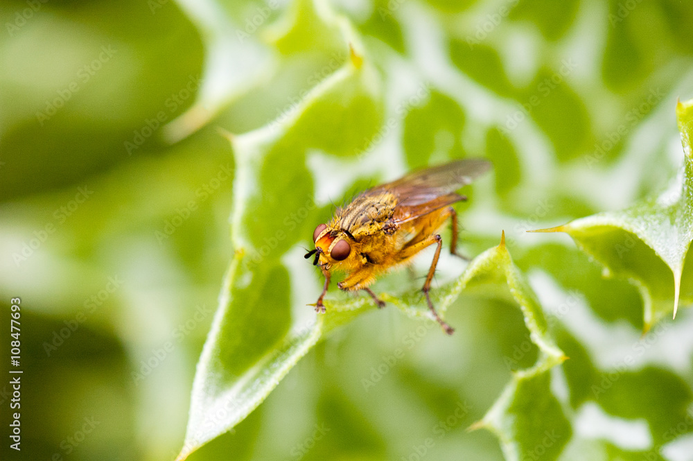 Fly Fly