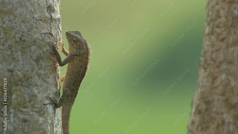 a lizard is moving its foreleg when sun bathing on the tree stem a lizard is moving its foreleg when sun bathing on the tree stem