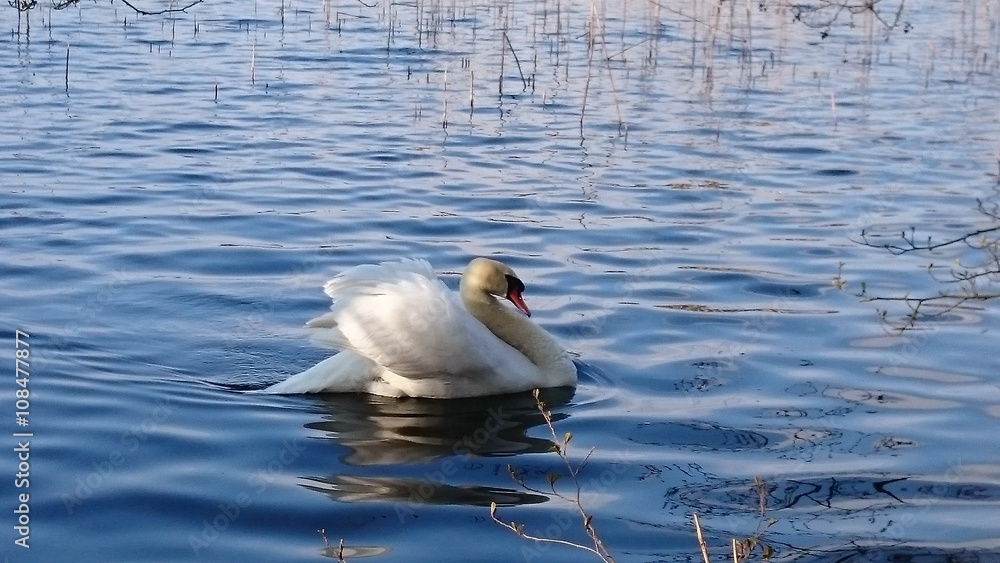 Fototapeta premium Schwan