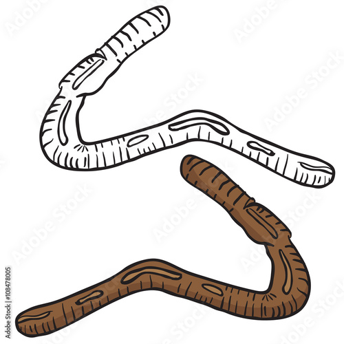lobworm