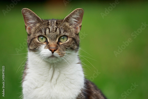 Fototapeta Naklejka Na Ścianę i Meble -  Katzengesicht