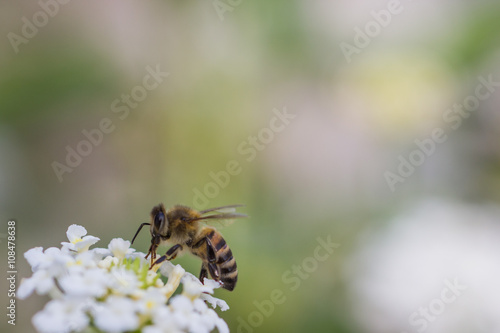 Bienen auf weißer Blüte beim Bestäuben, Makro © fotoman1962