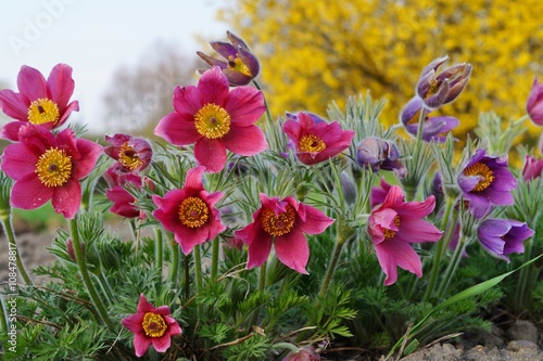 Wallpaper Mural Pasque Flower,spring flower (Pulsatilla vulgaris)
 Torontodigital.ca