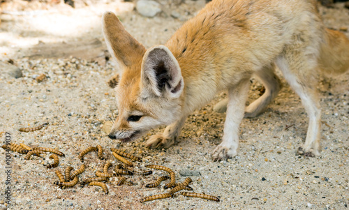 Fennec fox (Vulpes zerda) eating mealworms photo