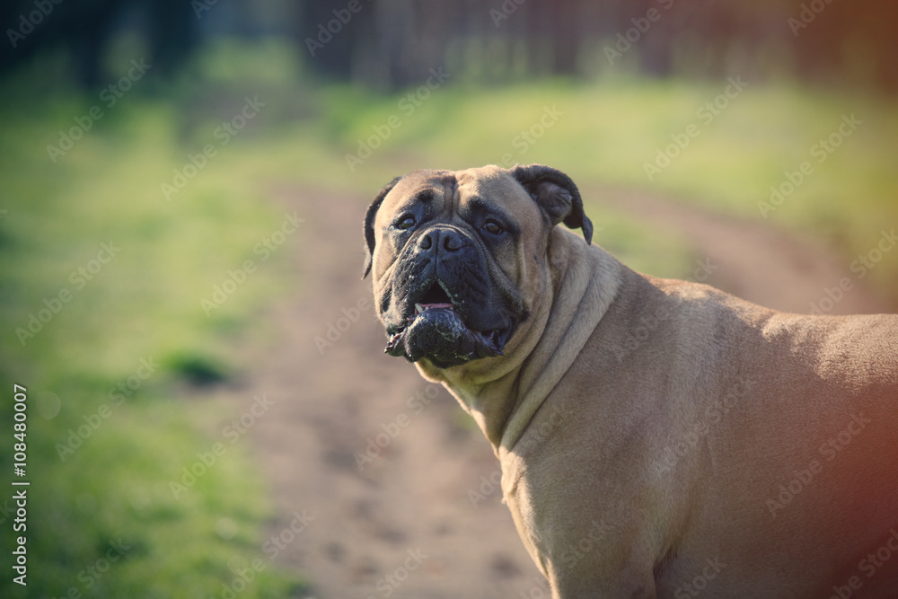 photo of the dog photo of the dog