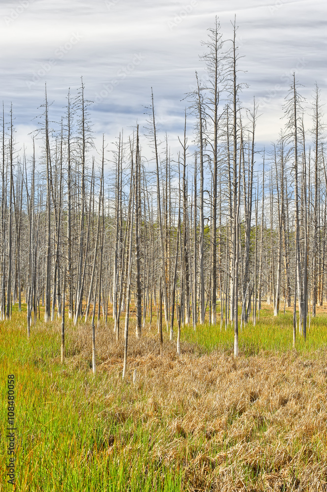 Dead trees, Yellowstone National Park Dead trees, Yellowstone National Park