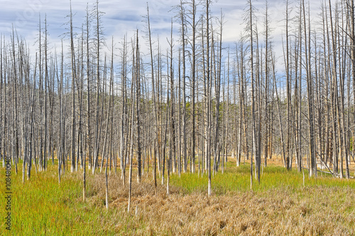 Dead trees  Yellowstone National Park