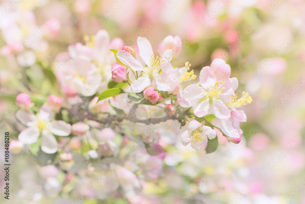 Blossom apple over nature background, spring flowers Blossom apple over nature background, spring flowers