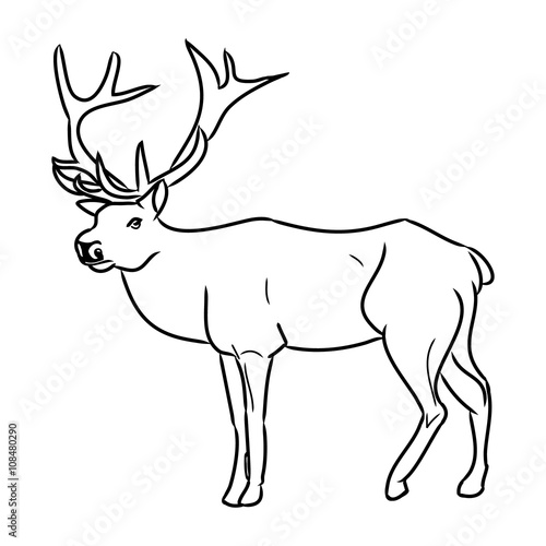 Deer - a resident of the forest0