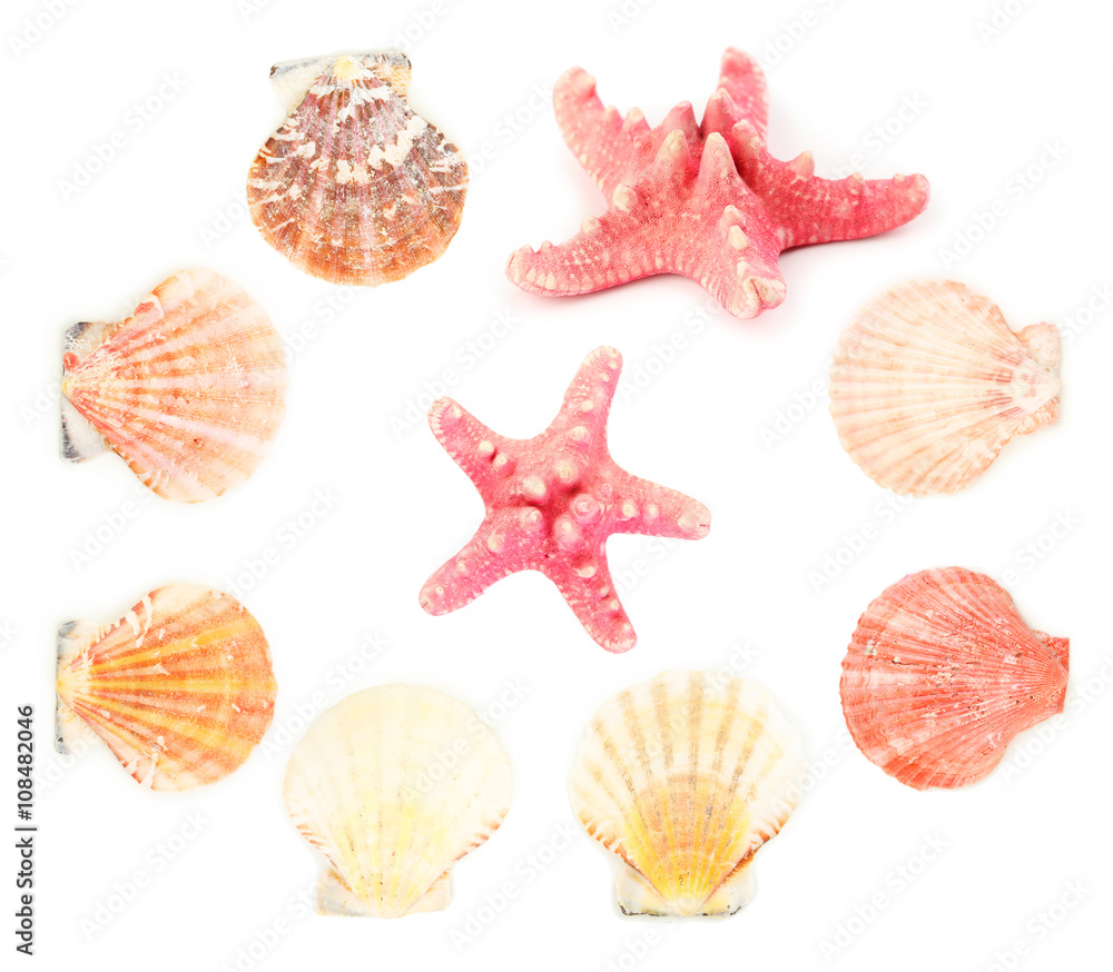 Sea shells isolated on a white, collage Sea shells isolated on a white, collage