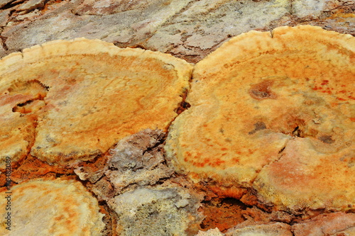 Mineral crust-Dallol mountain rising 50-60 ms.over Lake Karum-Assale. Danakil-Ethiopia. 0338 photo