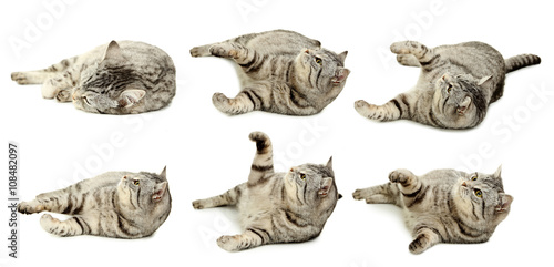 Fototapeta Naklejka Na Ścianę i Meble -  Beautiful cat isolated on a white, collage