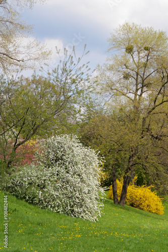 Weidenblättrige Birne - Pyrus salicifolia und Forsythie - Forsythia auf  Wiese im Park Stock Photo | Adobe Stock