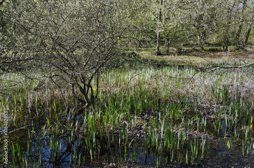 printemps dans le parc régional du Gâtinais