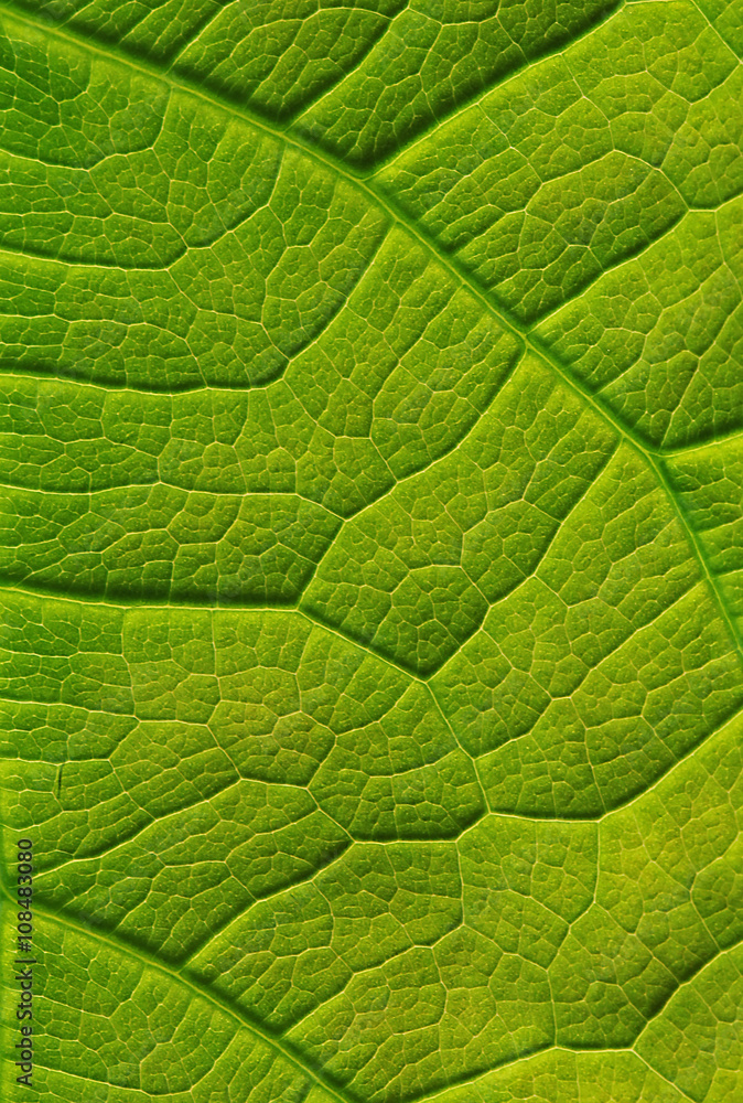 Nervures d'une feuilles Nervures d'une feuilles