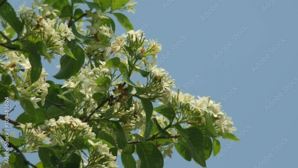 white flowers are shaking with gently under the blue sky white flowers are shaking with gently under the blue sky