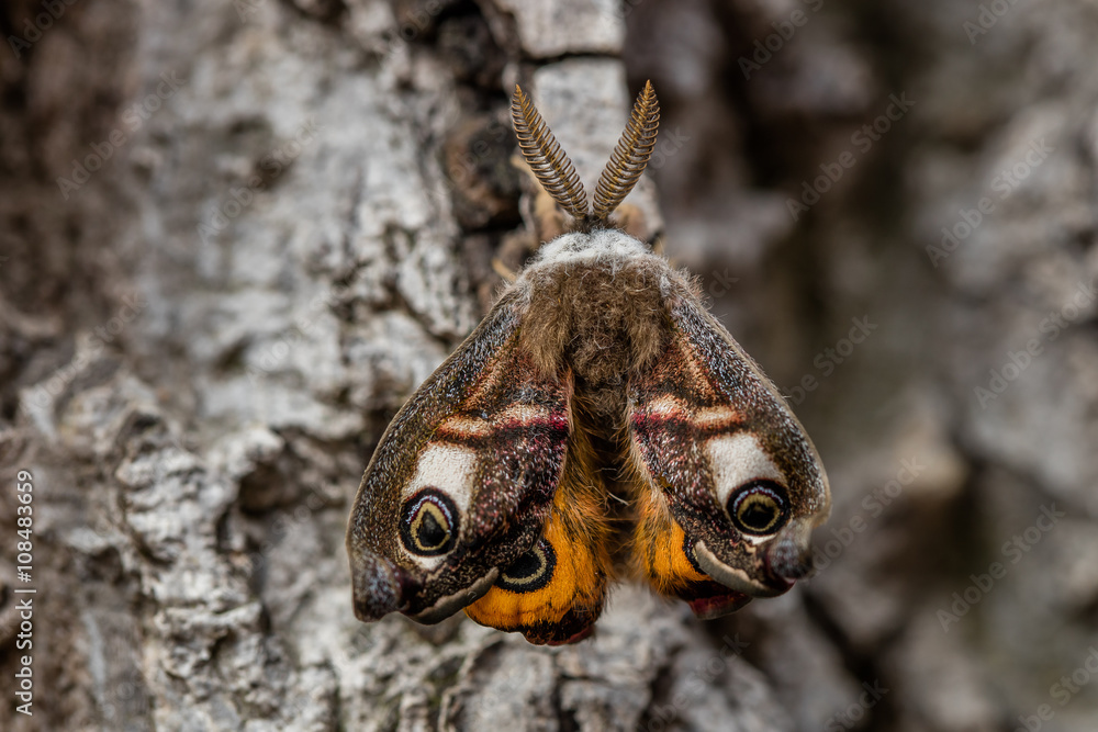 Fototapeta premium junger schmetterling