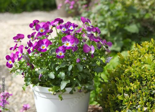 Fleurs de Viola cornuta