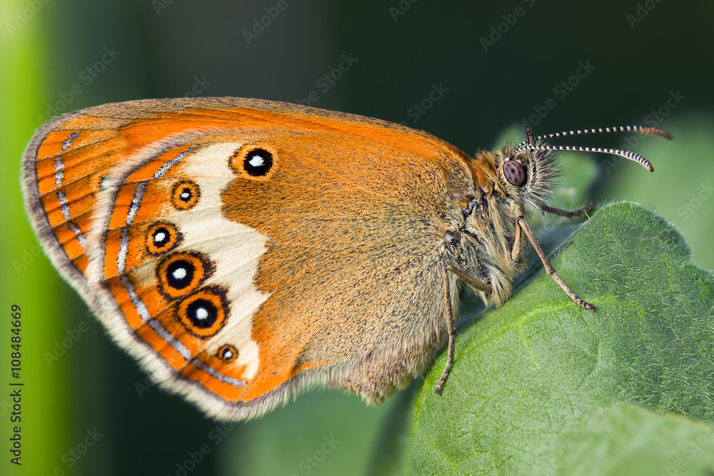 Obraz premium The Coenonympha arcania or Pearly Heath butterfly on a green leaf close up.