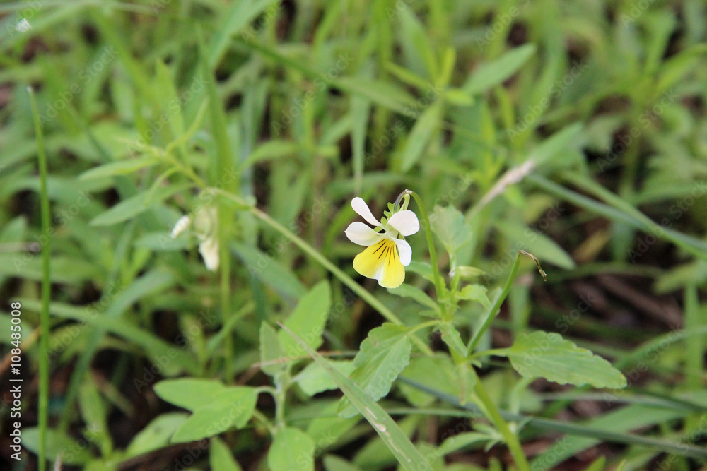 Fototapeta premium lonely wild pansy flower