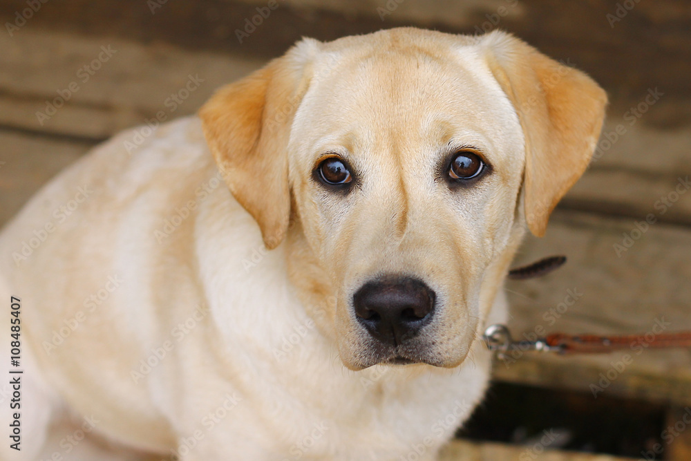 emotional portrait labrador retriever close up