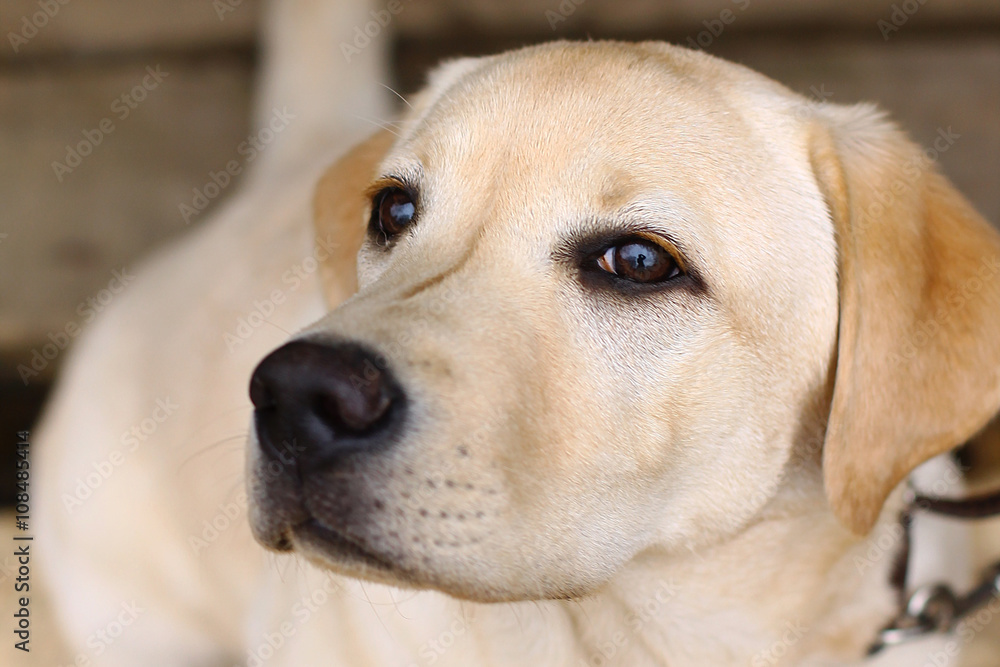 emotional portrait labrador retriever close up