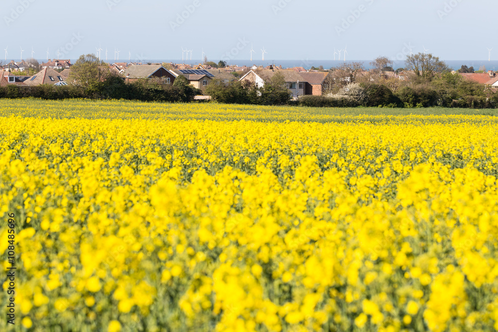 Rapeseed field, Whitstable, Kent, UK looking over to the sea and the wind farm. Rapeseed field, Whitstable, Kent, UK looking over to the sea and the wind farm.