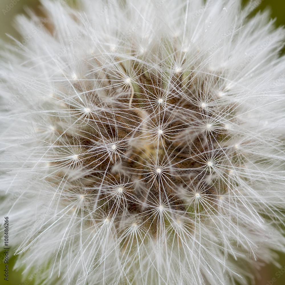 Obraz premium Dandelion abstract closeup
