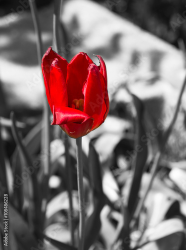 Tulipe rouge fond noir et blanc