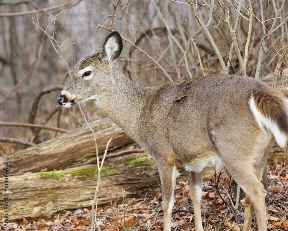 Image with a deer in the forest Image with a deer in the forest