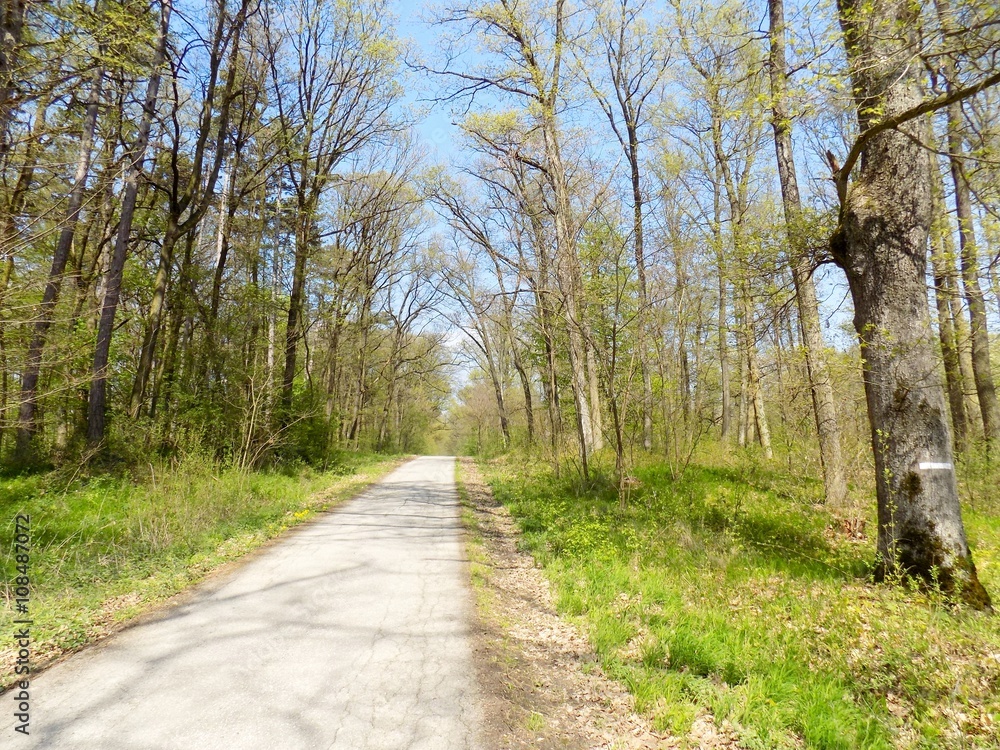 Asphalt road in deciduous forest