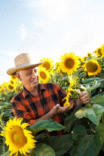 Senior farmer examining crop of sunflowers in field