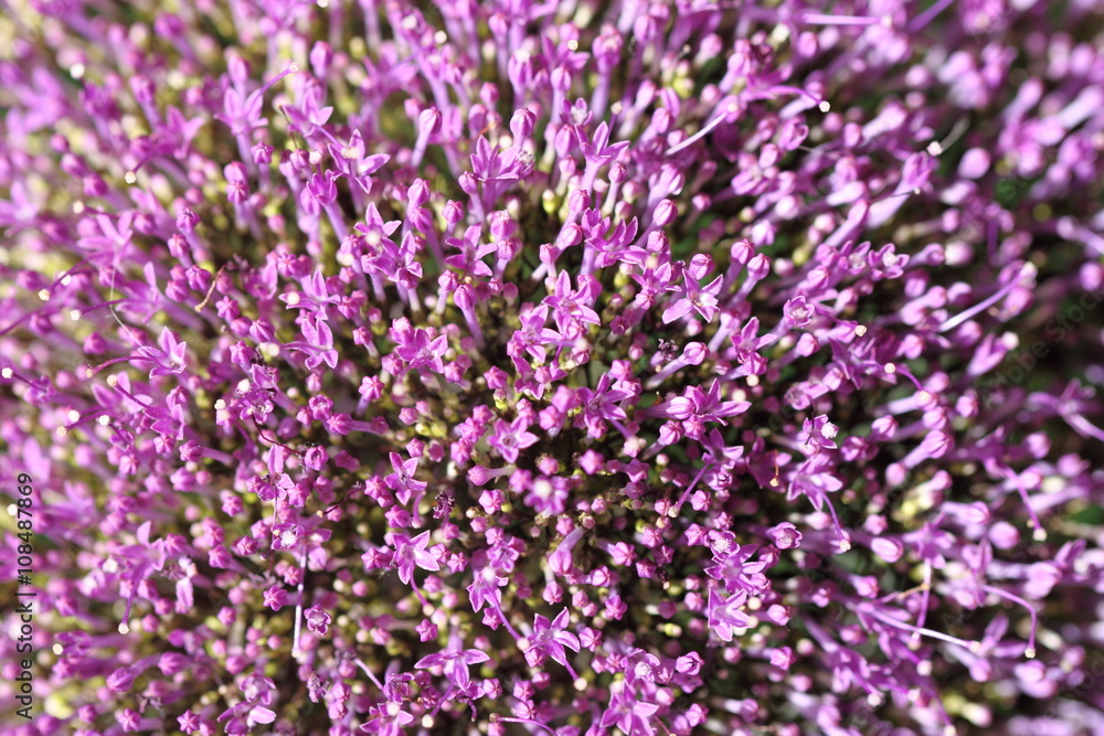 Fototapeta premium Violet flowers on blurred background with boke