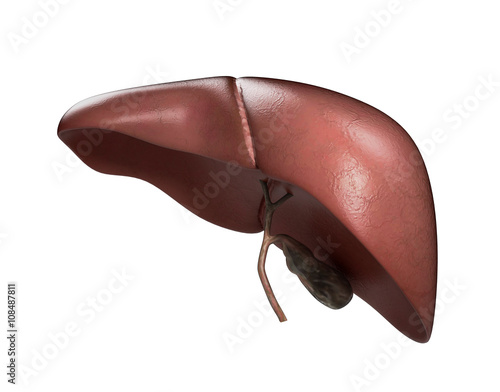 Realistic anatomical model of healthy human liver with gallbladd