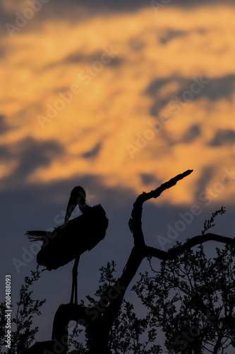 Silhouette of marabou stork on dead tree at sunset