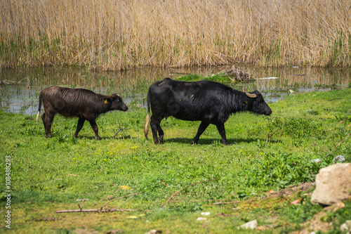 Cows on island of St. Ahileos at Lake Prespa, Greece photo